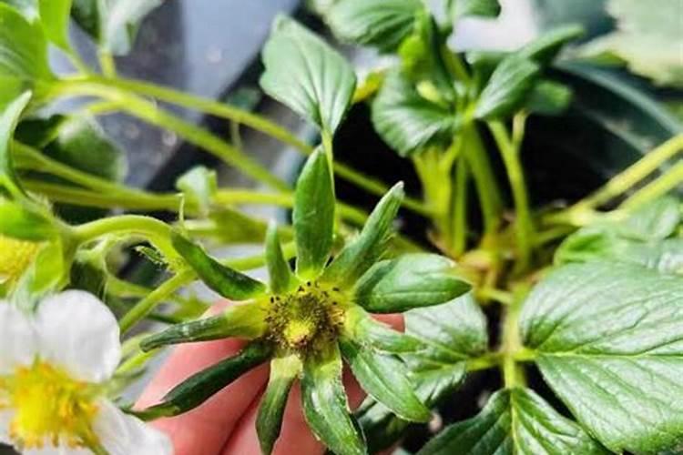 草莓开花结果期施什么肥