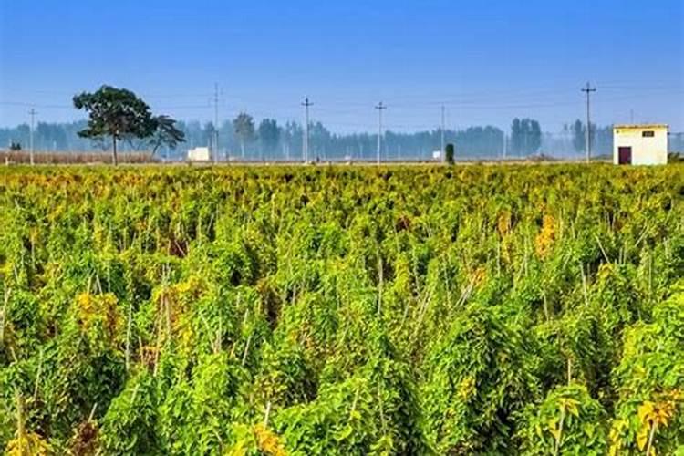 钙果为什么不建议种