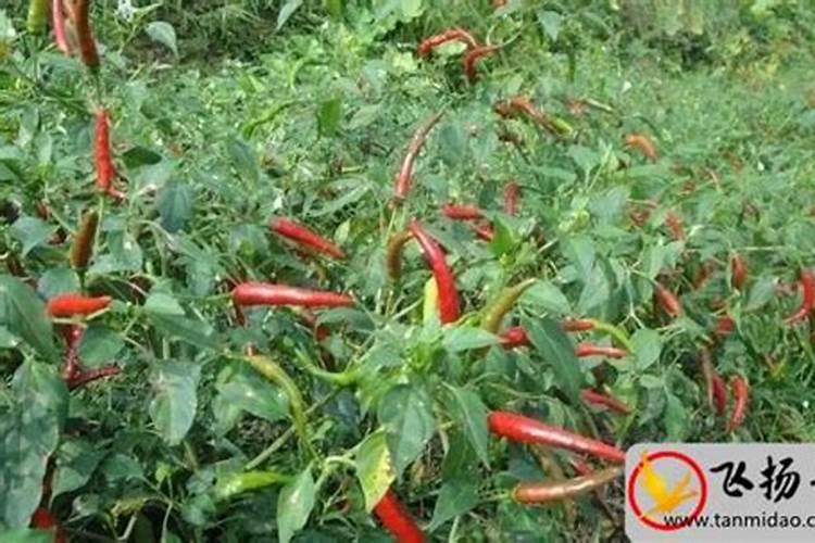 黄瓜坐果期施什么肥料