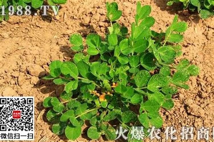 种花生怎么施底肥步骤