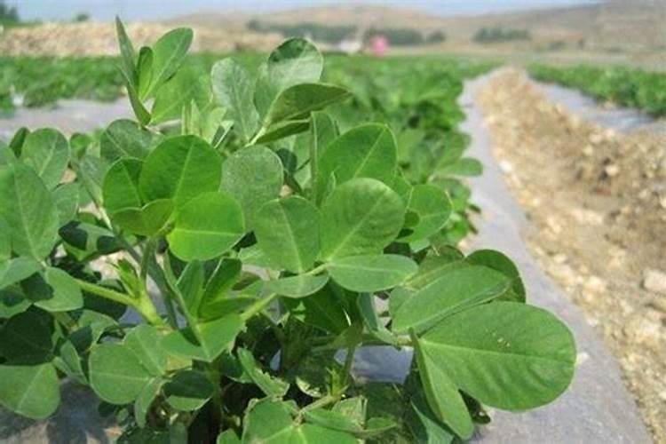 花生怎样施肥能保证高产
