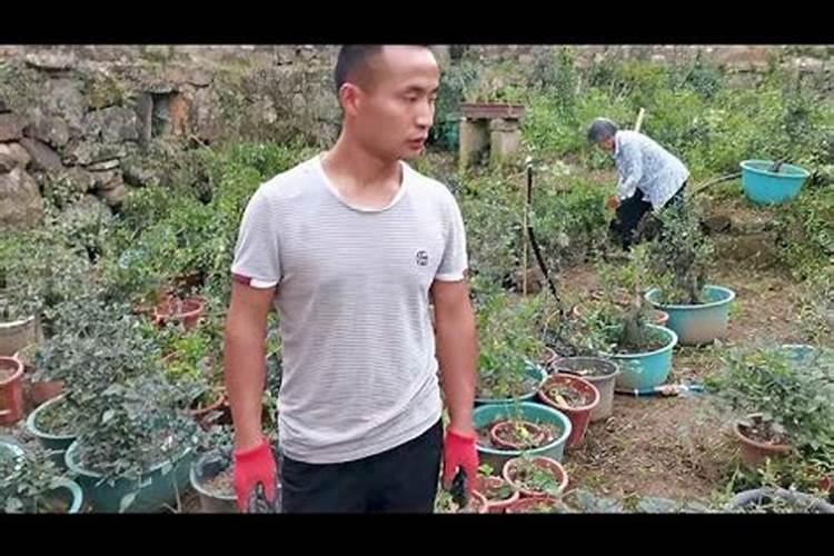 老鸦柿的养殖方法 老鸦柿如何养殖