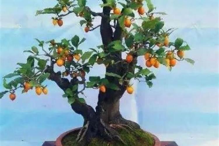 老鸦柿养护方法与管理