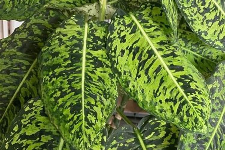 蔬菜如何科学施用锌肥