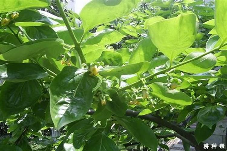 柿子肥可与葡萄肥同用吗？