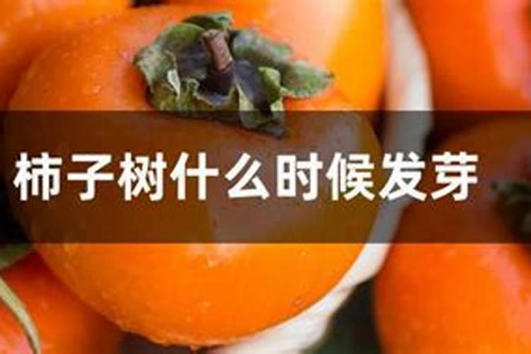 什么时候能给柿子树施肥？哪里有柿子树苗批发？甜柿需要哪些肥料？