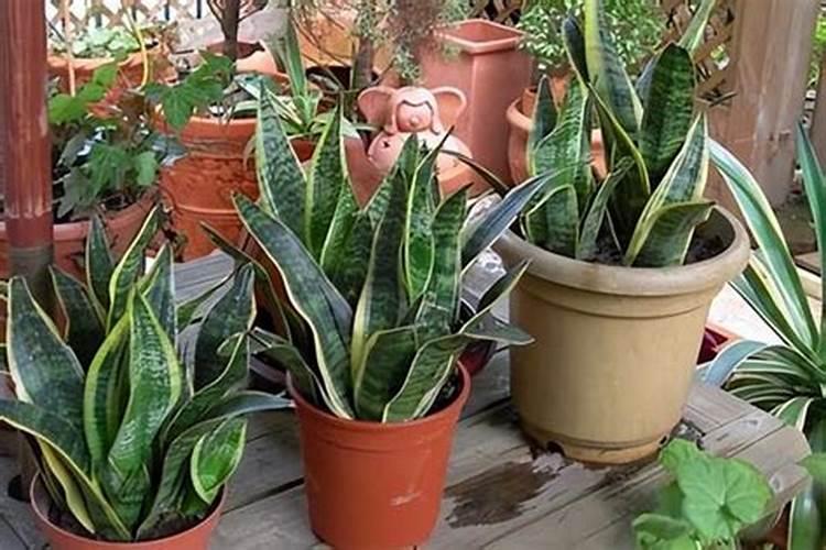 富硒肥料增产的原因？