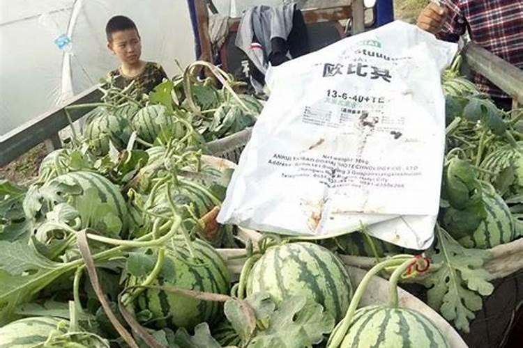 世界最大的藻类植物是什么？