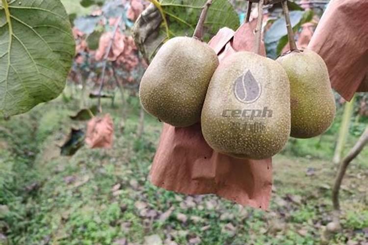 猕猴桃什么时间施叶面肥比较好？怎么施？