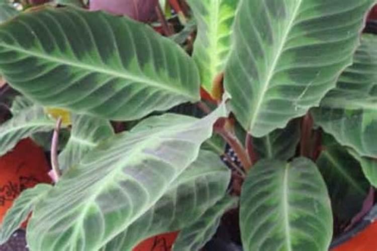 钾肥和磷肥能一起用吗 钾肥和钙肥可以混用吗