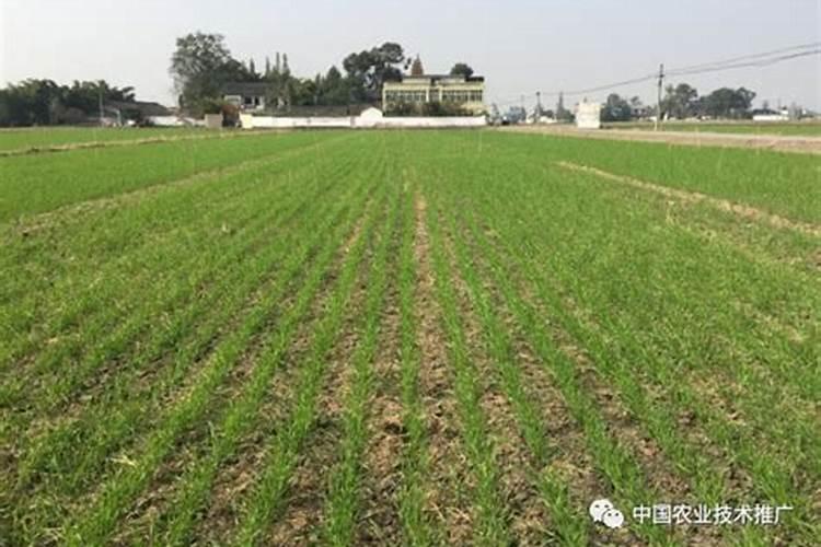 怎样根据小麦需肥特点进行施肥？