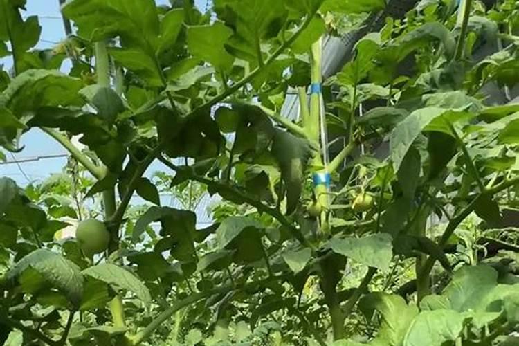 钾肥和磷肥能一起用吗 钾肥和钙肥可以混用吗