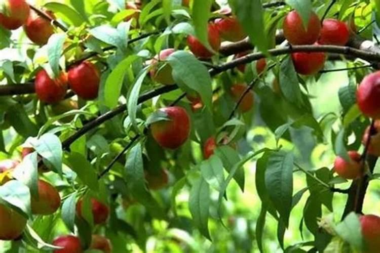 果树施用什么肥料能达到最优效果？