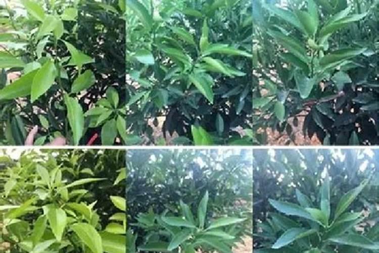 葡萄花后芸苔素内酯使用方法