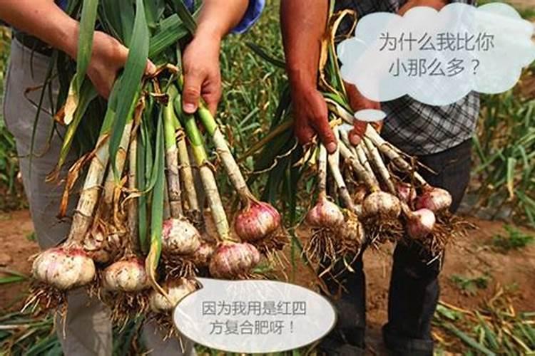 大蒜返青肥施什么肥好