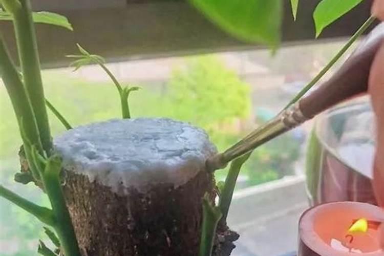 核桃树苗什么时候移栽最合适