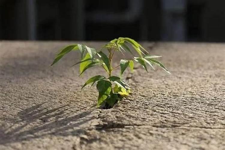 请问李树肥怎样施较好(那种含量