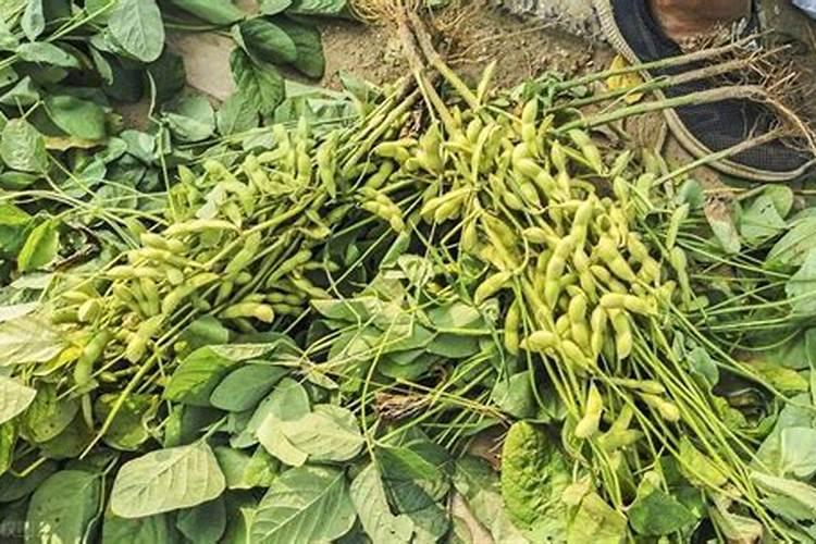 五洲丰19一19一19含量掺混肥质量怎么样