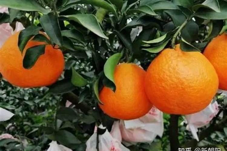 番茄结果期施什么肥好,如何施肥