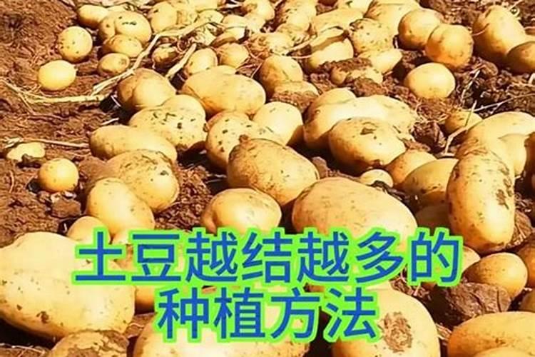 多肉植物需要什么肥料施肥的方法是什么