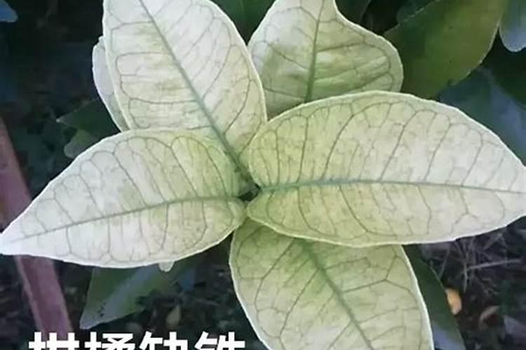 缺氮的植物有什么症状