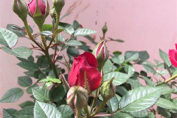 要想月季花快速冒笋芽该怎么养护