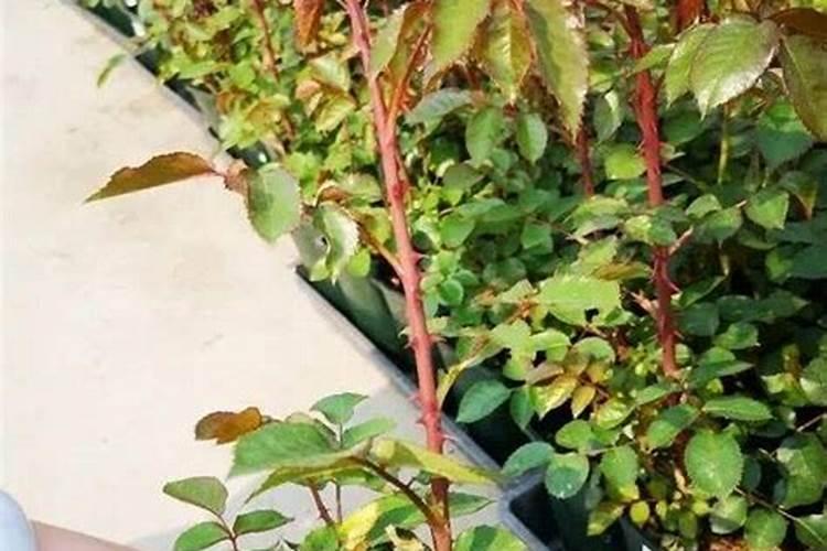 怎么让月季爆笋