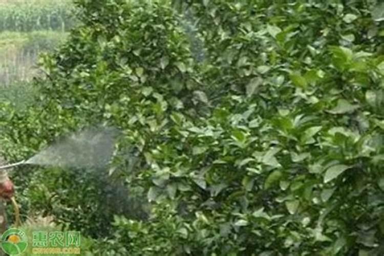 香蕉的需肥特点和膨果增甜的施肥时期