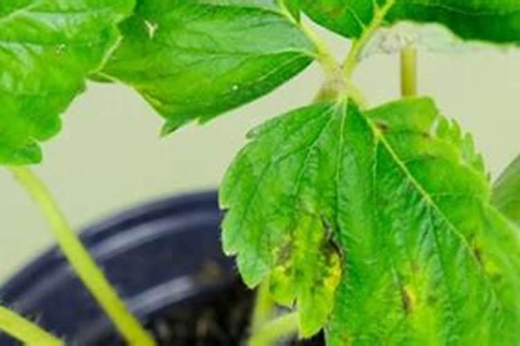 兰花叶面需要每天喷一次吗？兰花叶面施肥晚上还是早上好