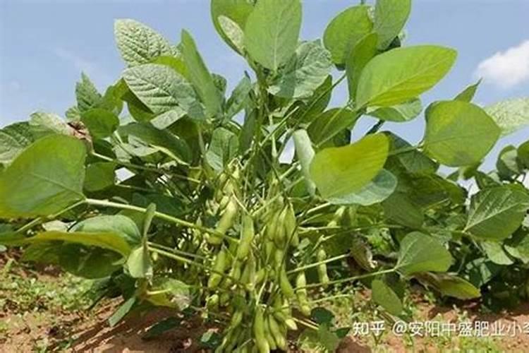 早熟毛豆的高产种植管理技术 毛豆怎么施肥好
