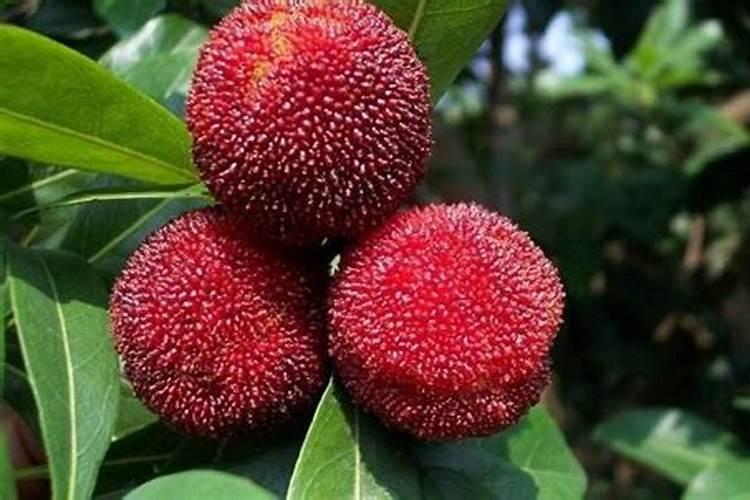 开花为什么需要阳光