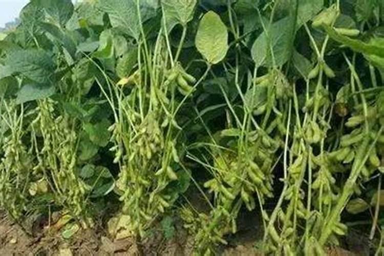 为什么豆类植物可以直接吸收空气中的氮？