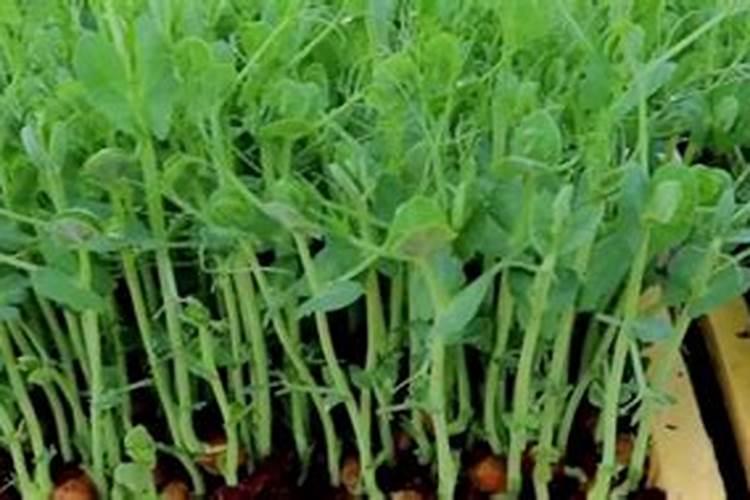 黄瓜可以追施颗粒水溶肥吗