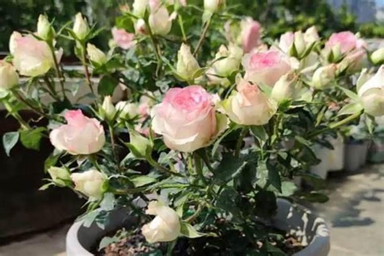 钾肥肥哪些花卉