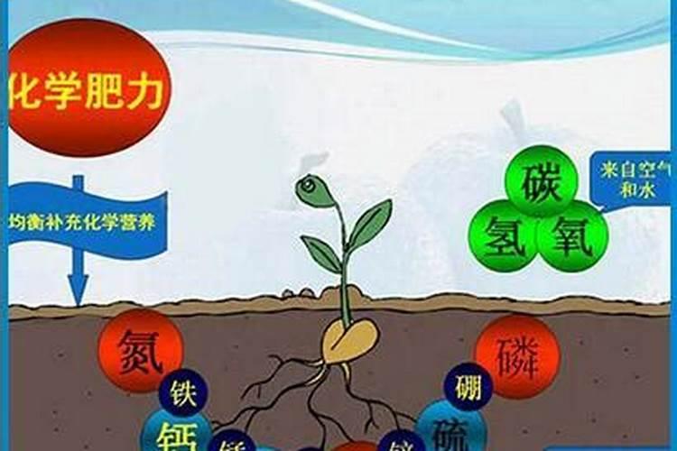 叶菜类蔬菜的施肥方法