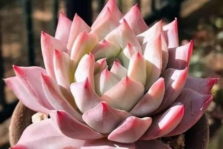 磷酸二氢钾控旺用量多少合适