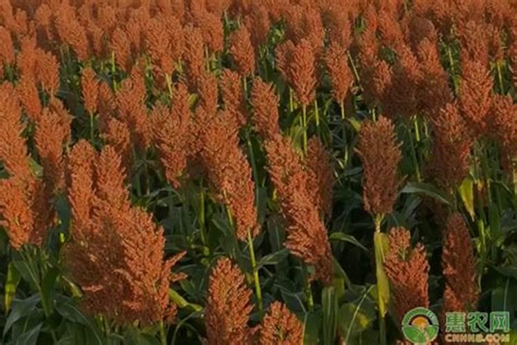 种植高粱都是需要用什么肥料？