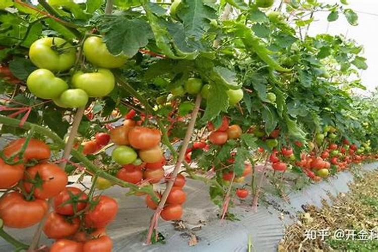 白玉兰怎么施肥