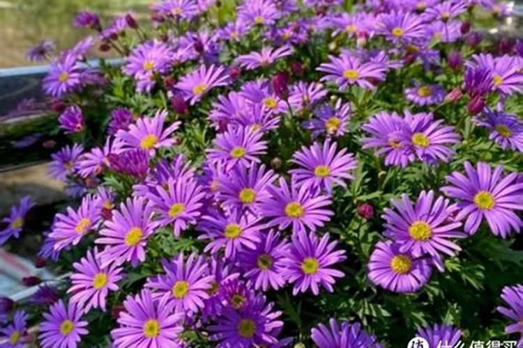 盆栽姬小菊怎么养 教你养出清新多彩的姬小菊的方法