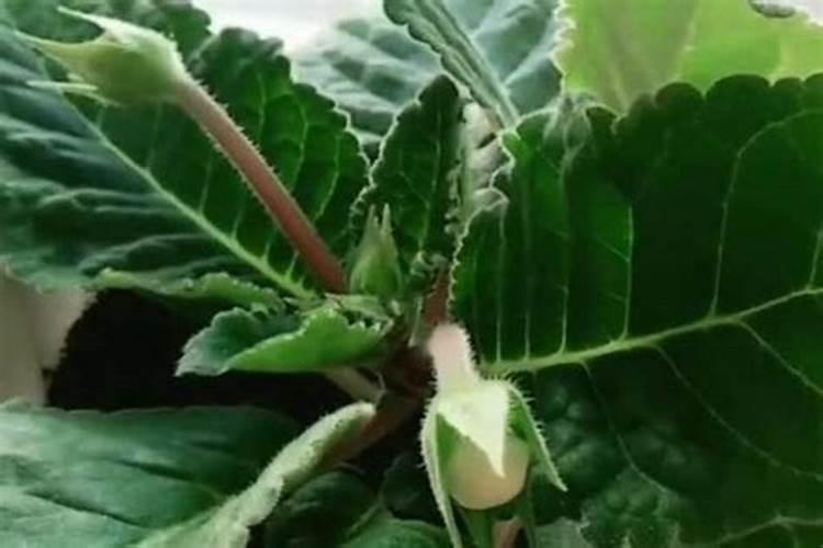 肥料洒在地里多久会失效？