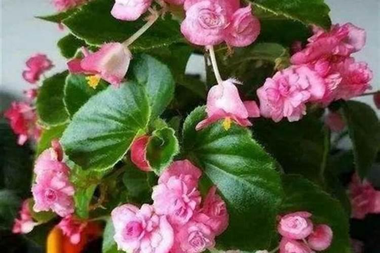 四季海棠几月开花四季海棠花期如何施肥