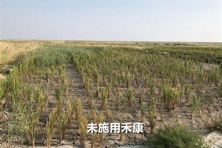 盐碱地种水稻用什么底肥和追肥效果好