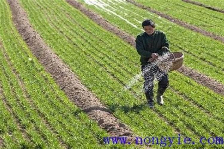 盐碱地一般缺什么肥料