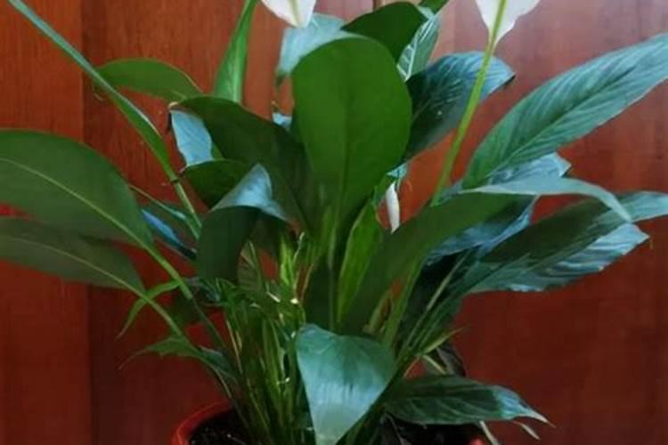 有机营养土能直接种菜吗