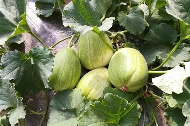 香瓜膨果期用什么肥料？