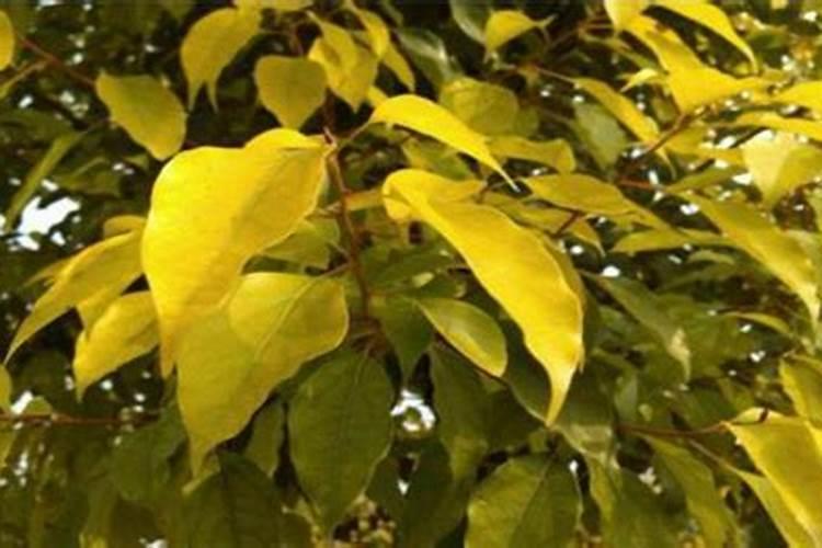 阳台种菜青菜叶子长虫子怎么办？用农药又不适宜,有没不用农药的建康的...