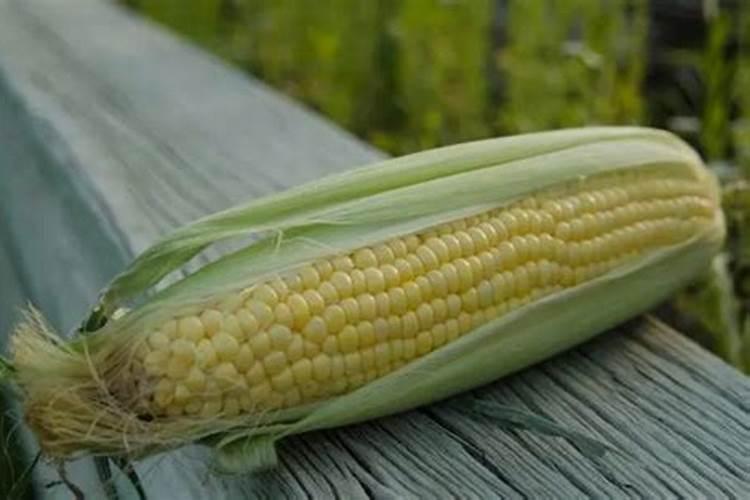 玉米施肥的最佳时间是啥时候？