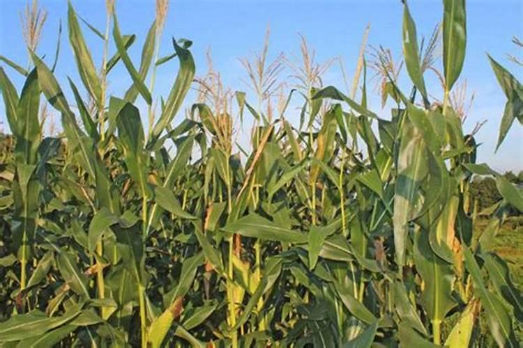 请问甲酸钾可以用作种植业的肥料么？