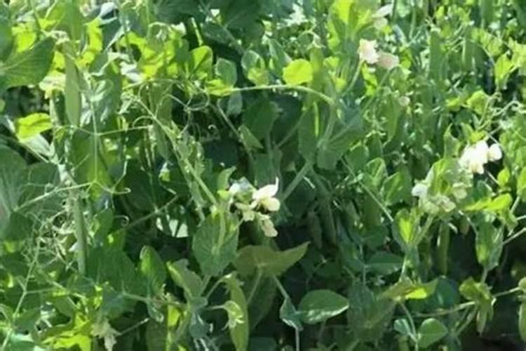 豌豆的种植方法