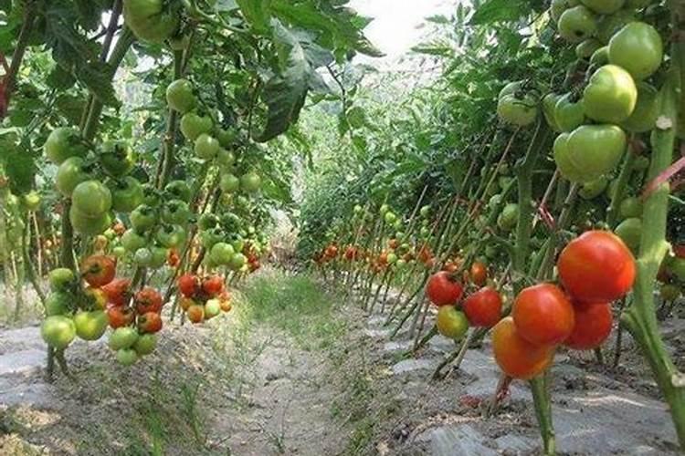 西红柿种植用什么肥